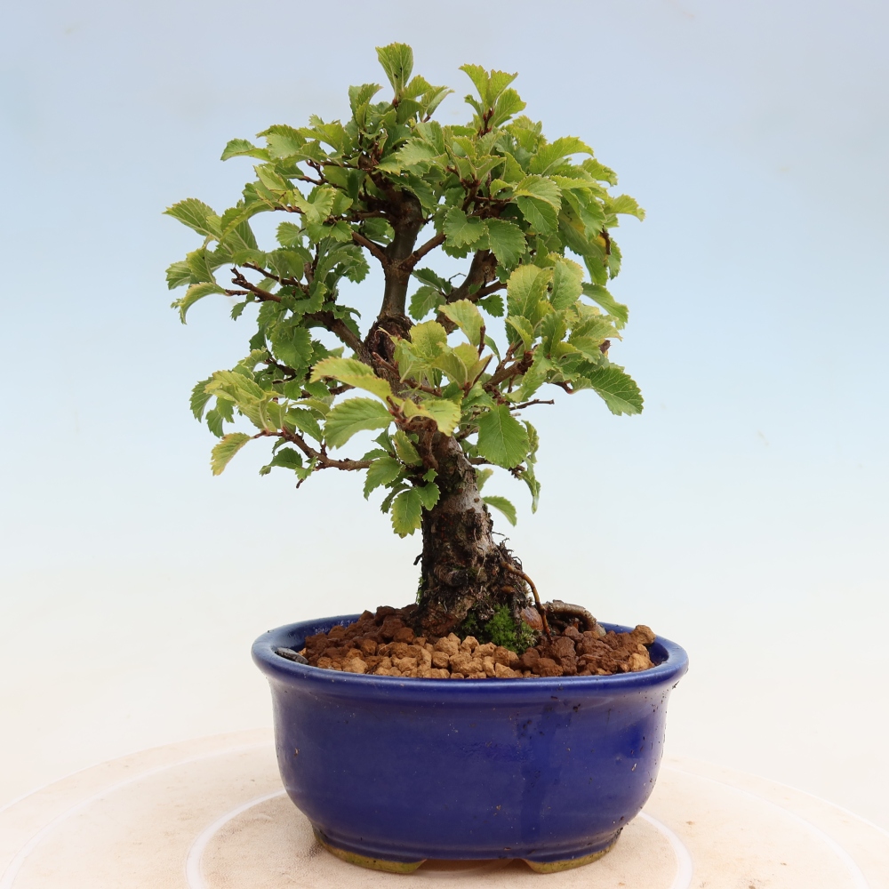 Bonsai voor buiten - Zelkova - Zelkova NIRE
