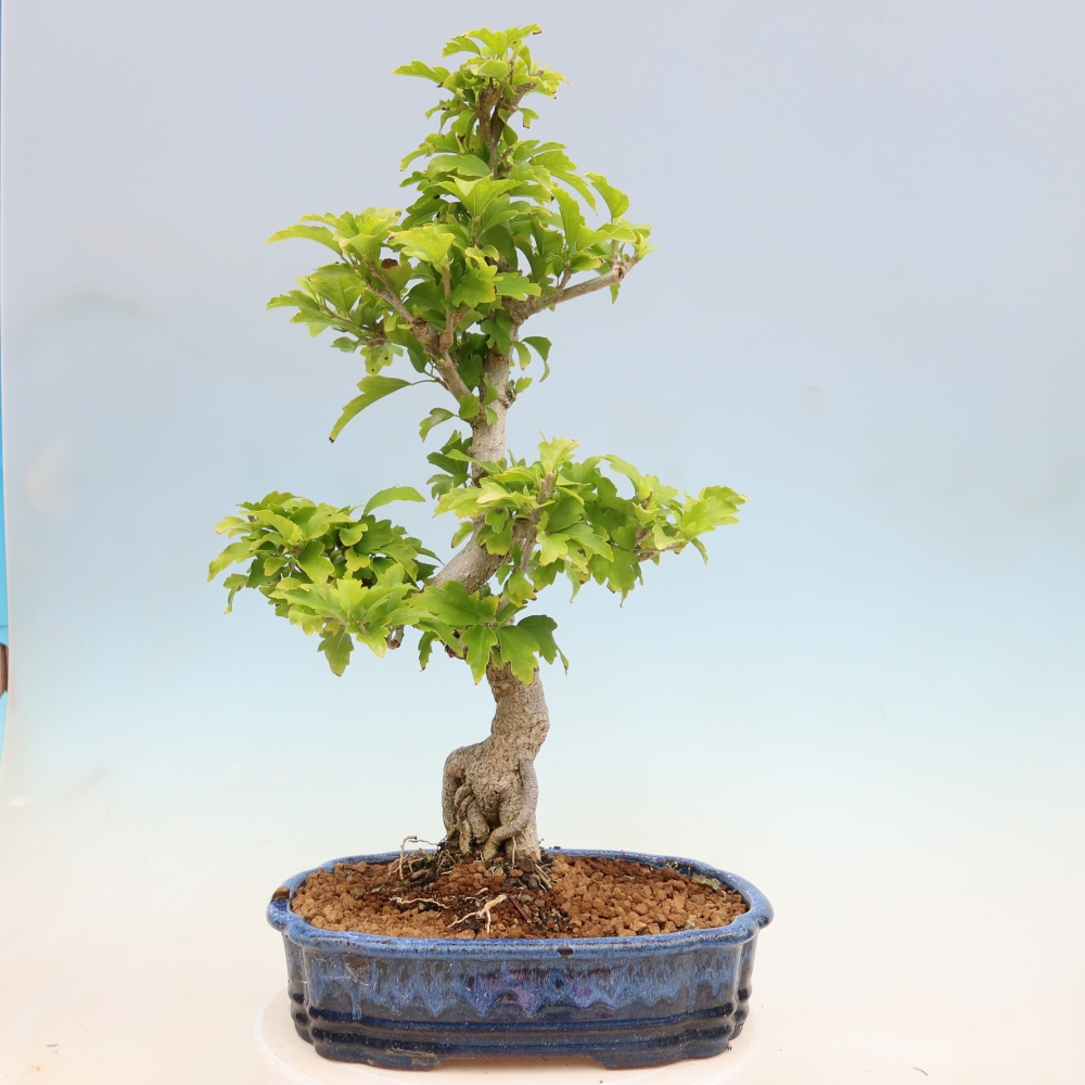 Bonsai voor buiten - Hibiscus syriacus - Syrische hibiscus