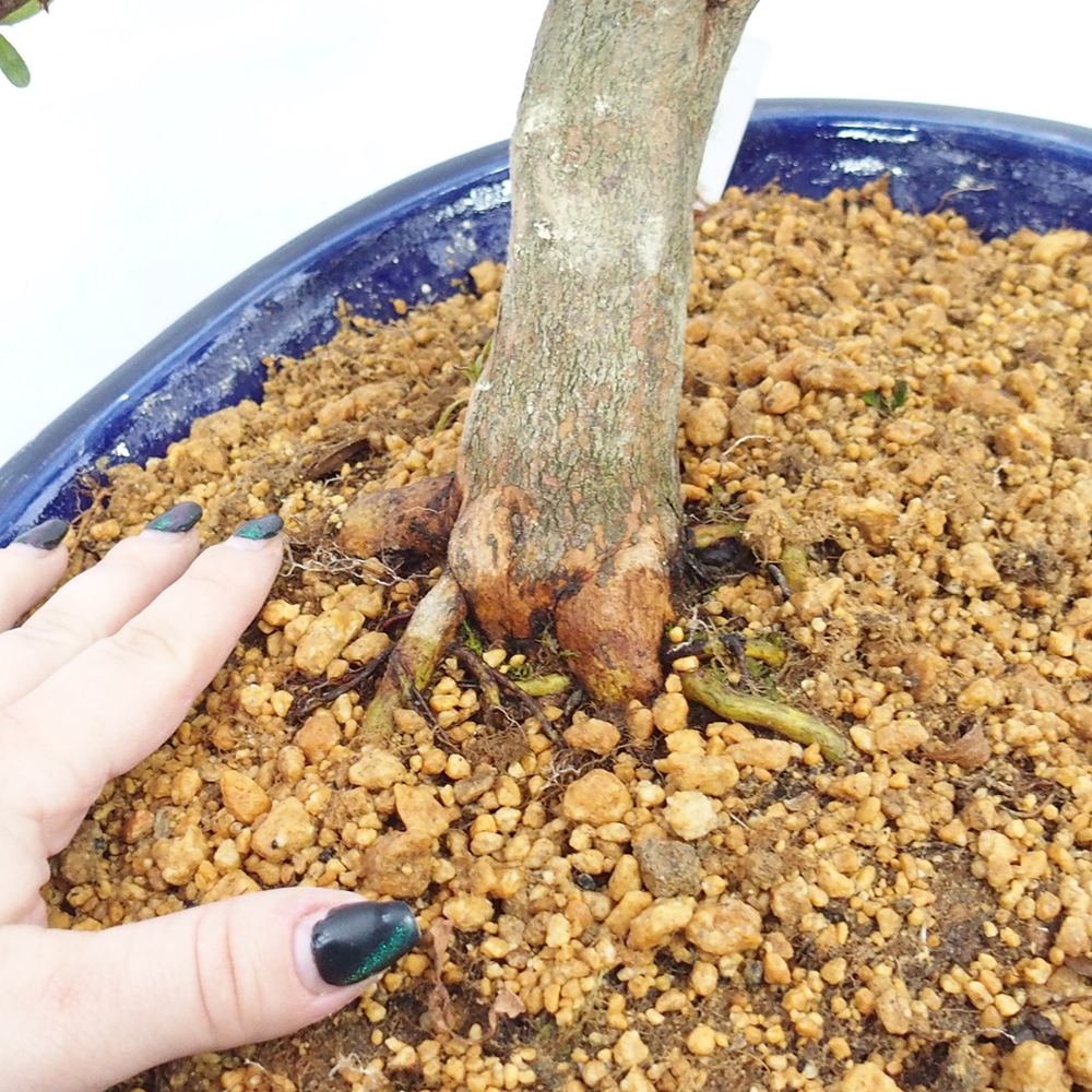 Bonsai voor buiten - Japanse azalea - Azalea CHIHIRO