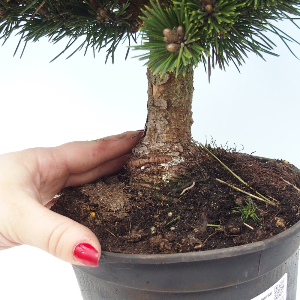 Bonsai voor buiten - Pinus thunbergii senjyumaru - Thunberg den