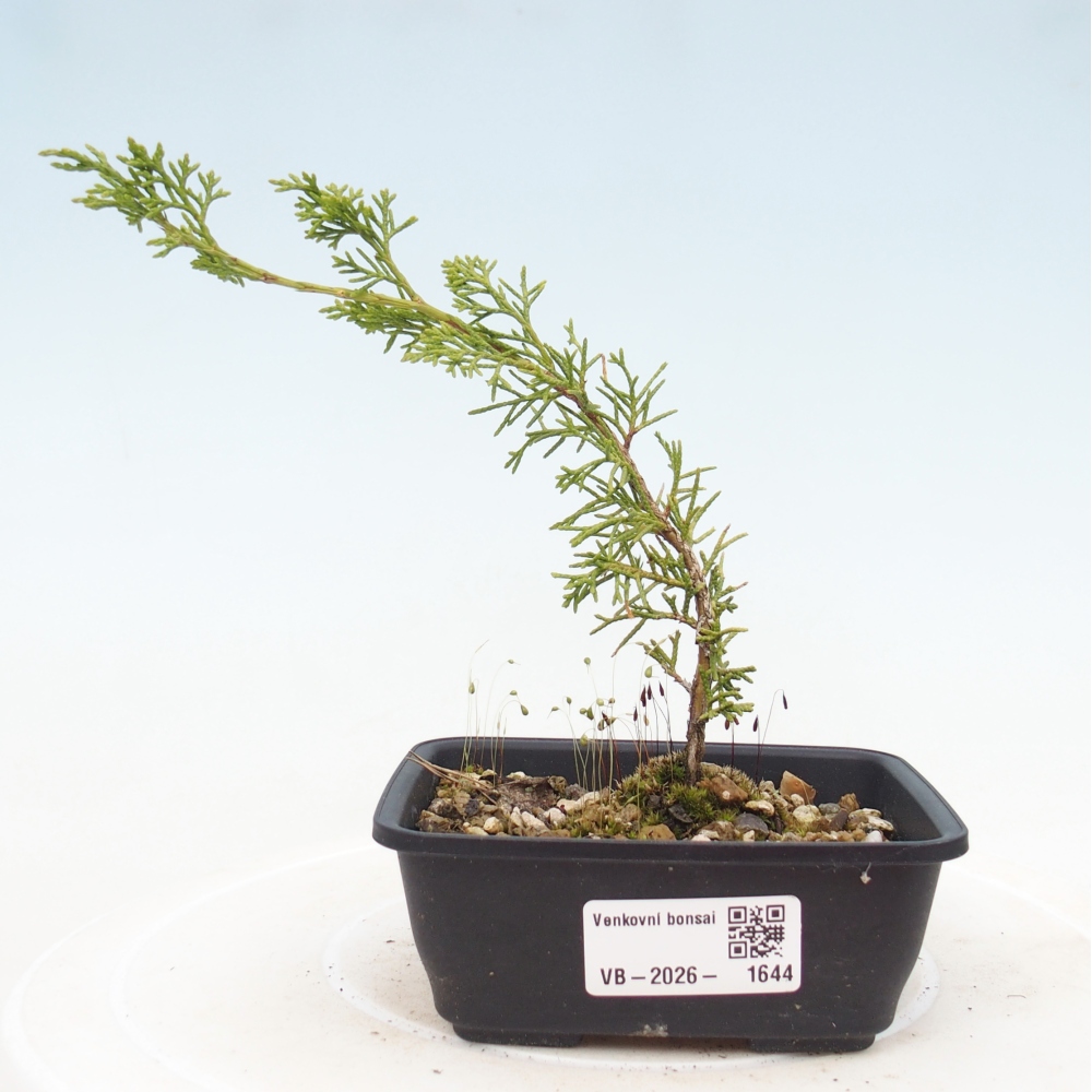 Bonsai voor buiten - Juniperus chinensis Itoigawa