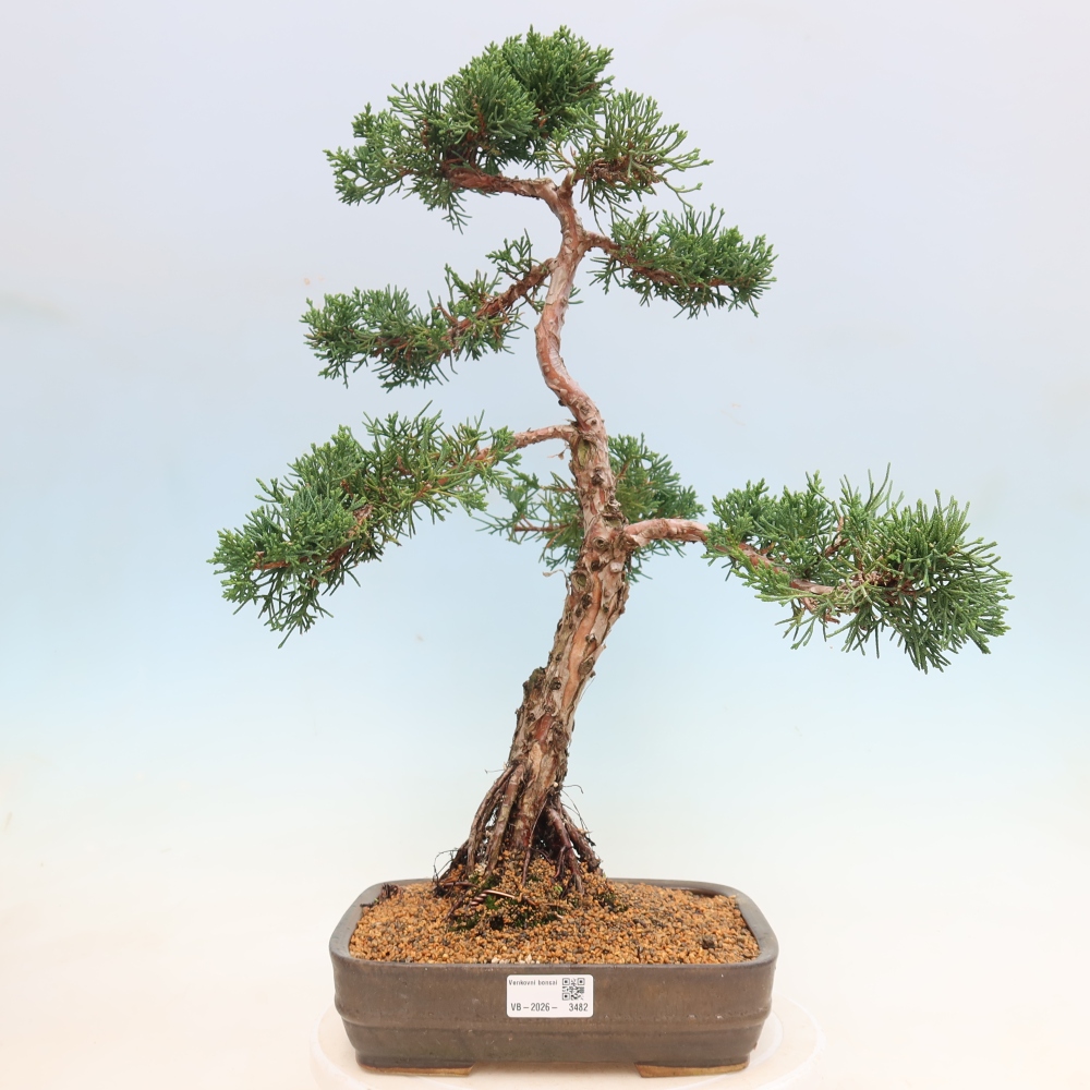 Bonsai voor buiten - Juniperus chinensis Kishu