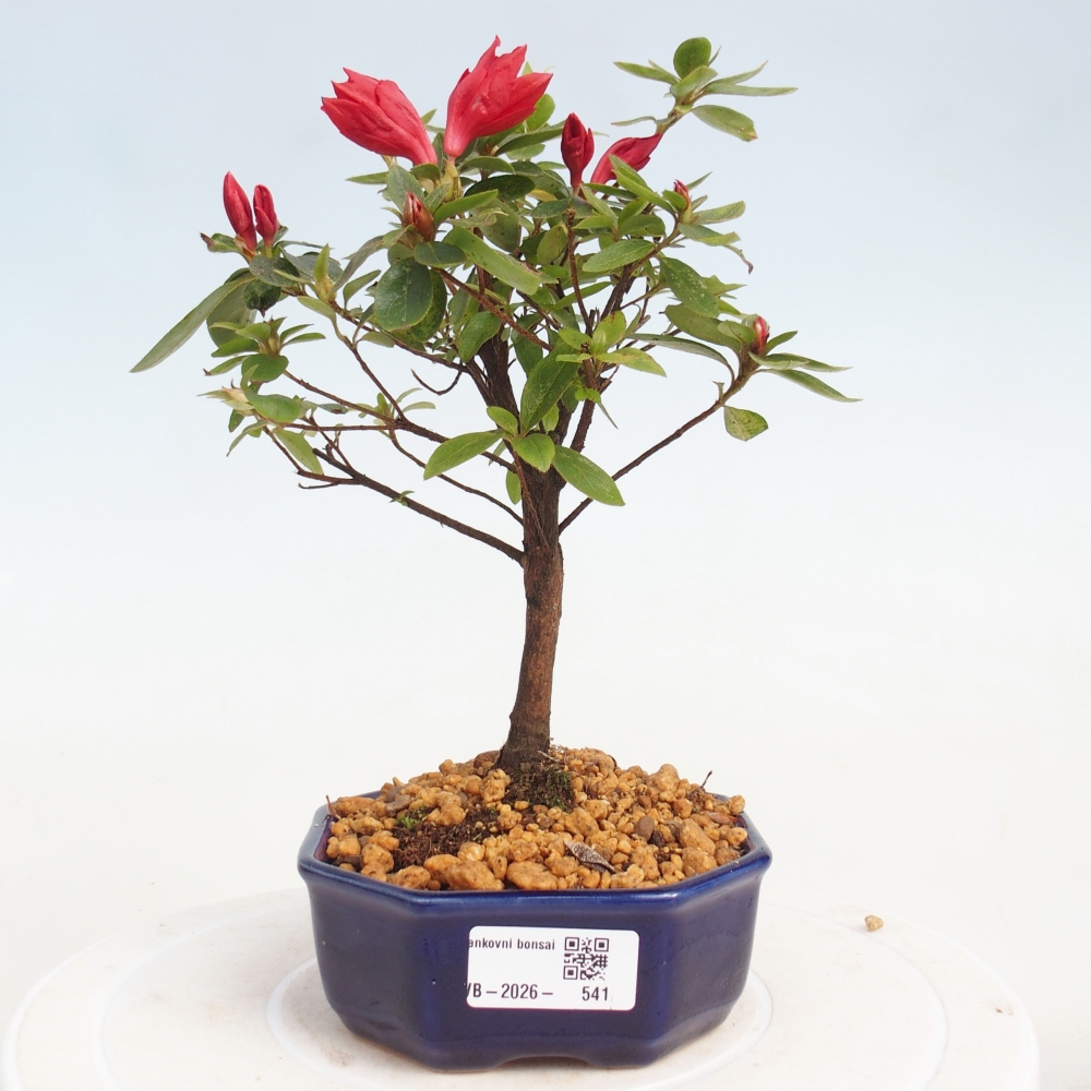 Bonsai voor buiten - Japanse azalea - Azalea sp.