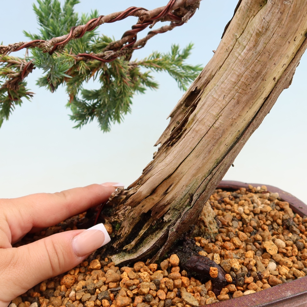 Bonsai voor buiten - Juniperus squamata – Schilferjeneverbes