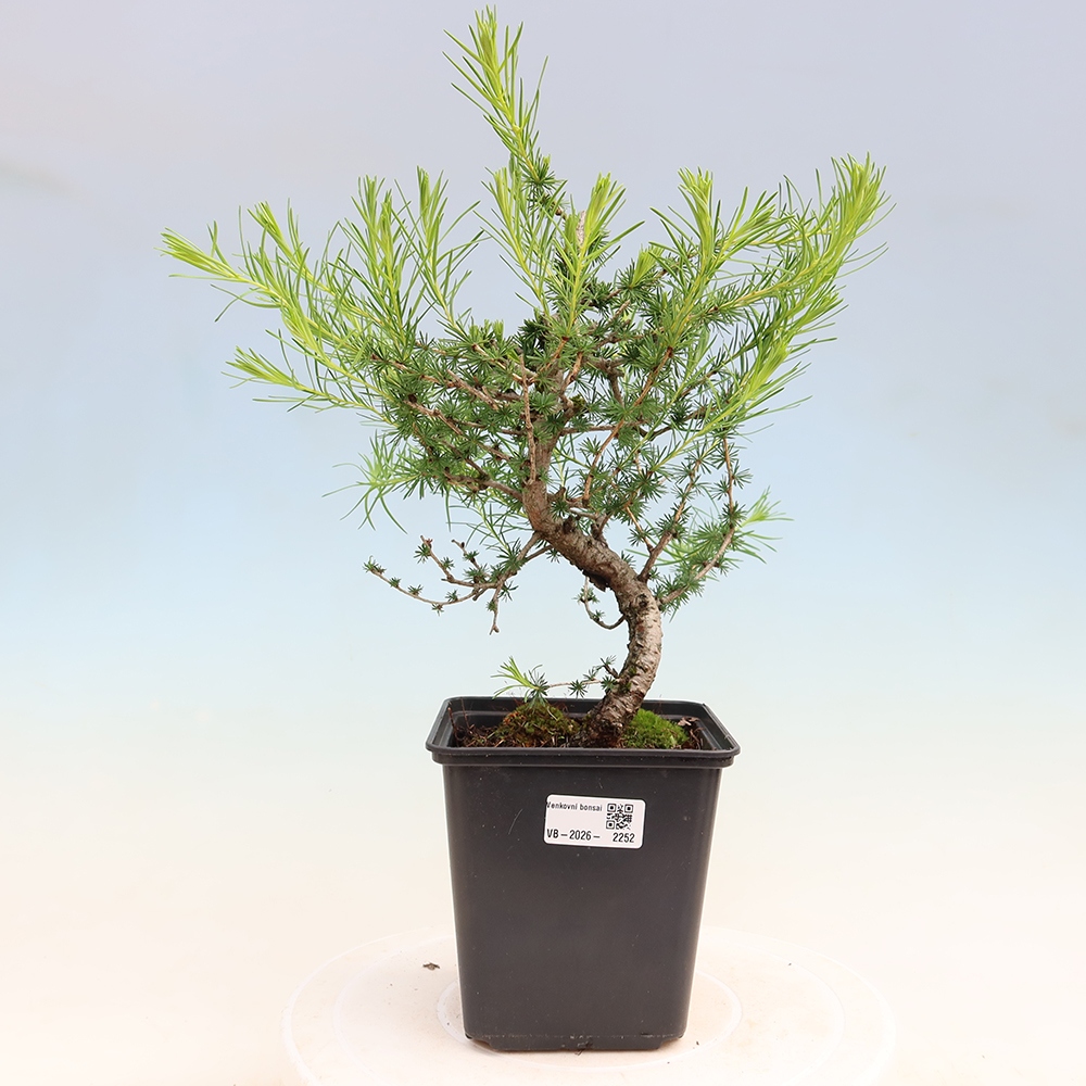 Bonsai voor buiten -Larix decidua - Lariks