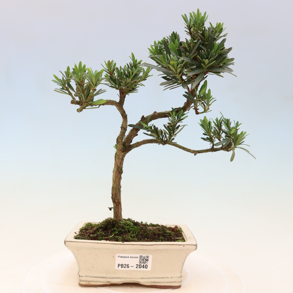 Kamerbonsai - Podocarpus - Taxus