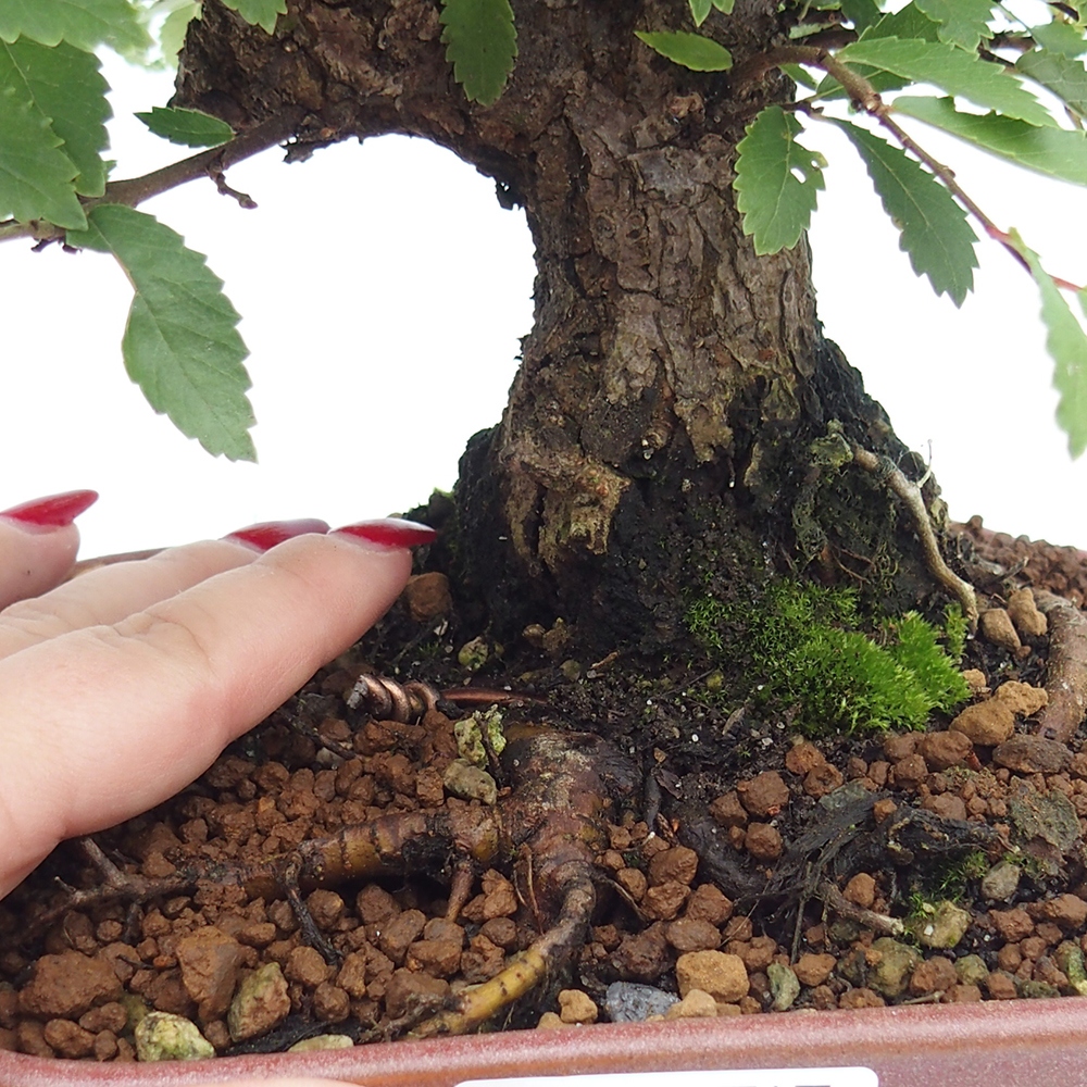 Bonsai voor buiten - Zelkova - Zelkova NIRE