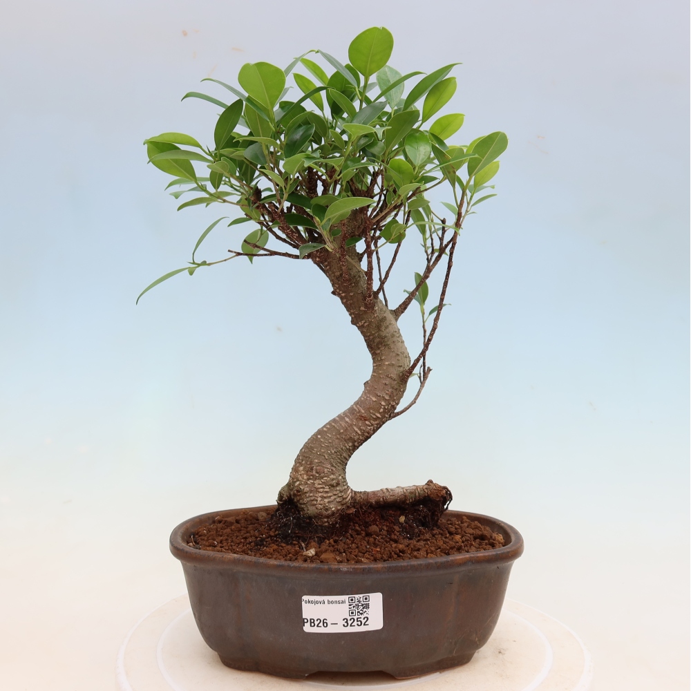 Kamerbonsai - Ficus kimmen - kleinbladige ficus