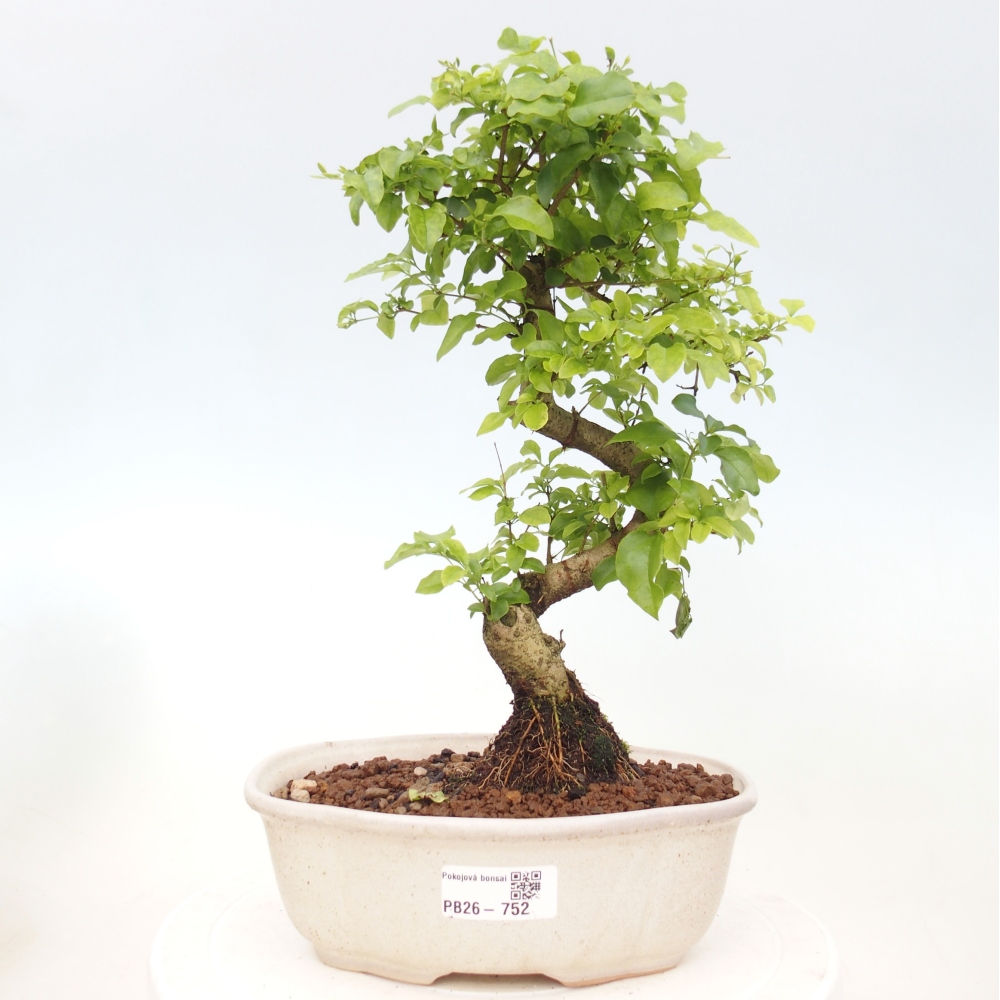 Kamerbonsai -Ligustrum chinensis - Vogelsnavel