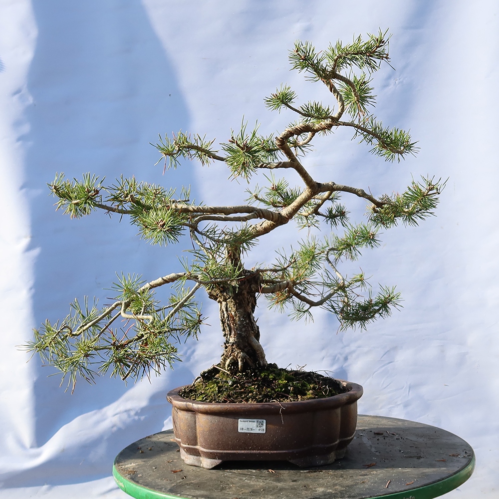 Pinus sylvestris Spanje - grove den