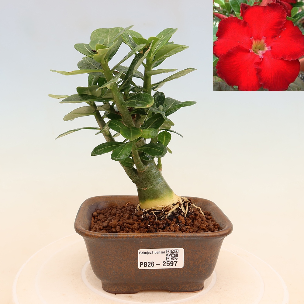 Kamerbonsai - Adenium obesum Red Star - Woestijnroos