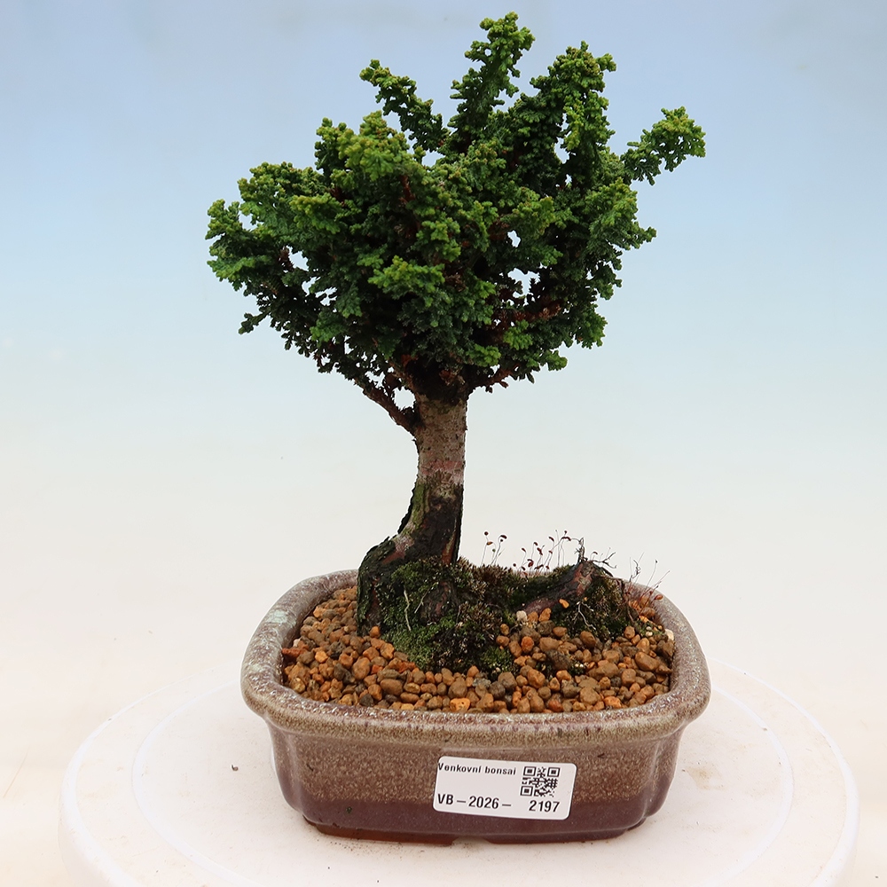 Bonsai voor buiten - Cham. obtusa SEKKA HINOKI - Cipres