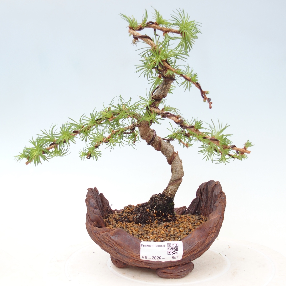 Bonsai voor buiten - Larix Kaempferi - Japanse lariks