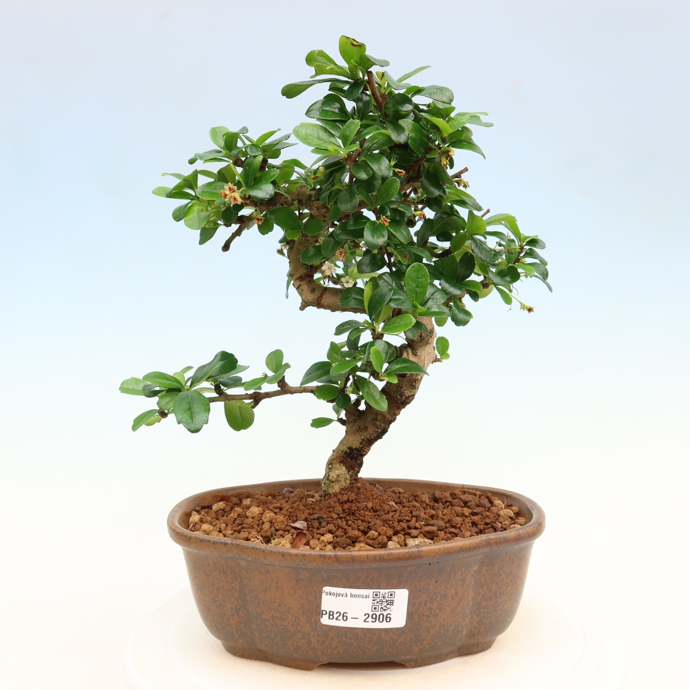 Kamerbonsai - Carmona macrophylla - Thee fuki