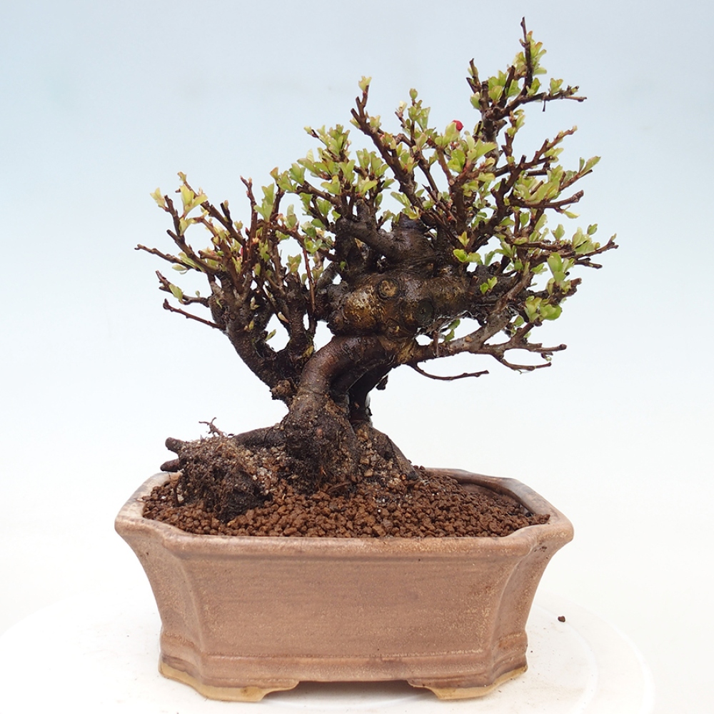 Bonsai voor buiten - Chaneomeles speciosa - Kweepeer