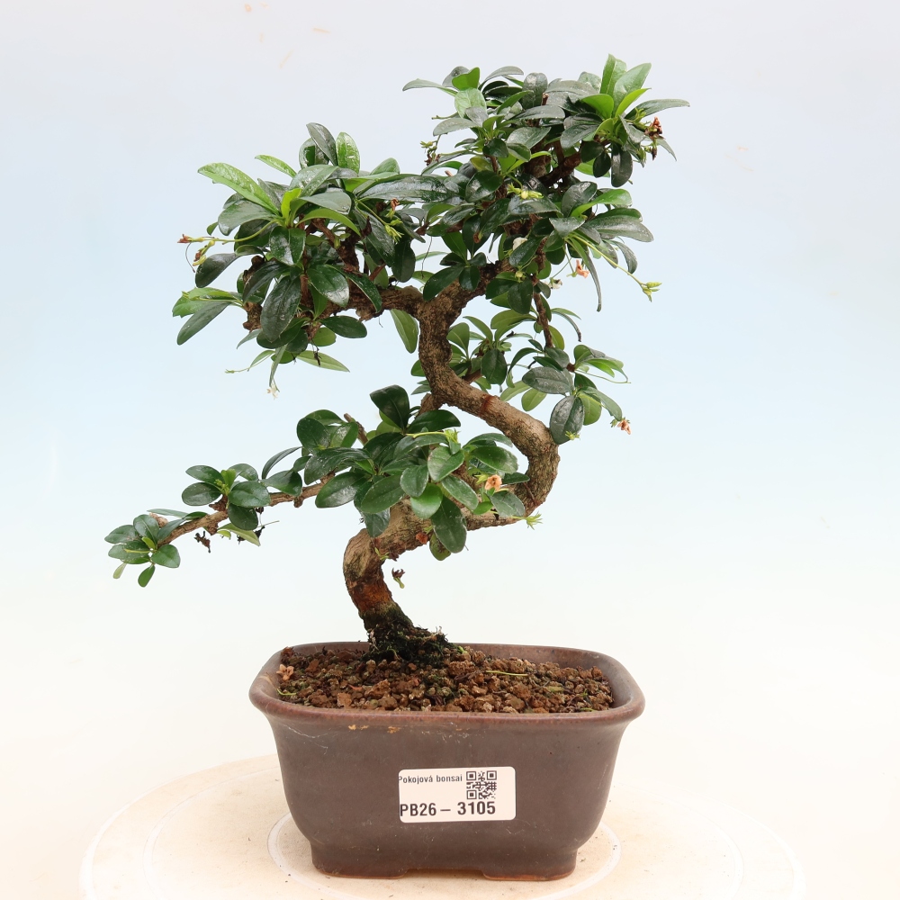 Kamerbonsai - Carmona macrophylla - Thee fuki