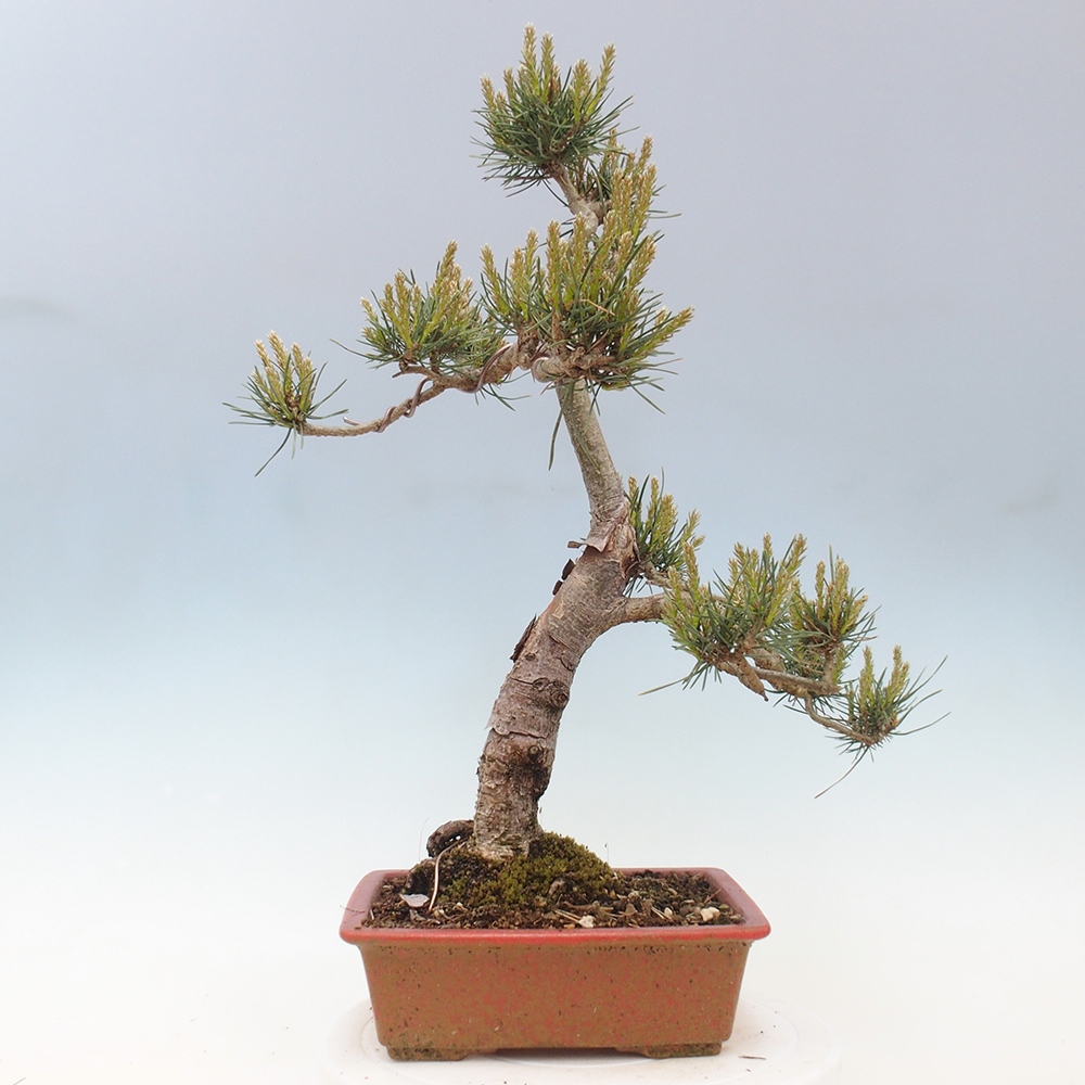 Bonsai voor buiten - Pinus Sylvestris Watererri - grove den