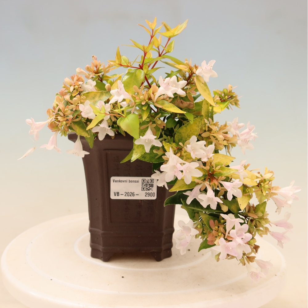 Buitenbonsai - Abelia gr. Kleidoscope - Grootbloemige abelia