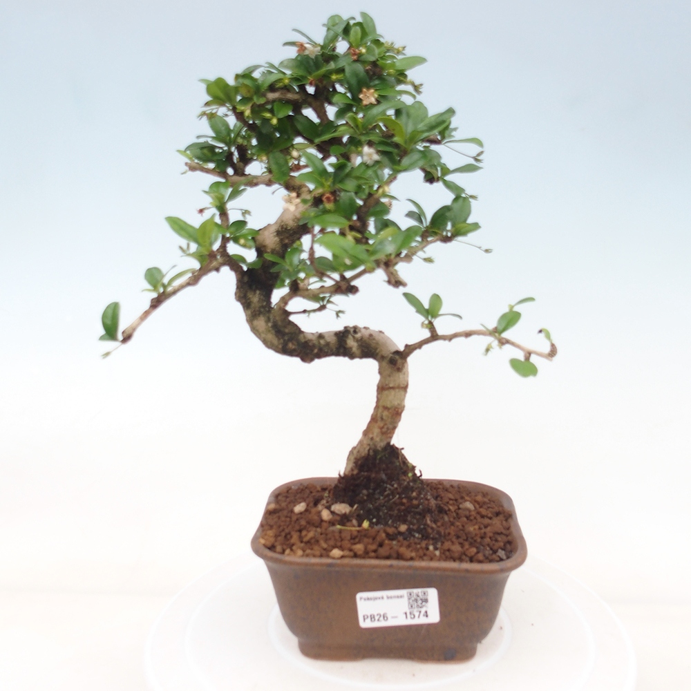 Kamerbonsai - Carmona macrophylla - Thee fuki