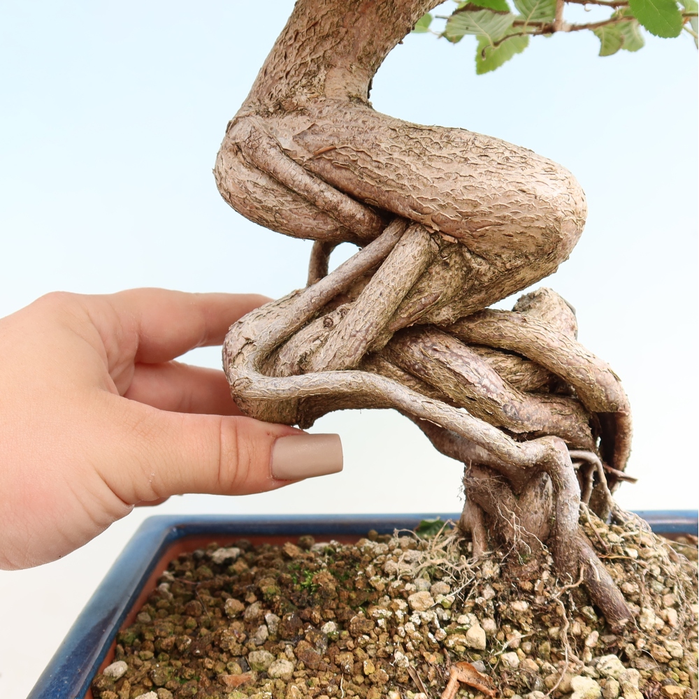 Bonsai voor buiten -Carpinus CARPINOIDES - Koreaanse haagbeuk