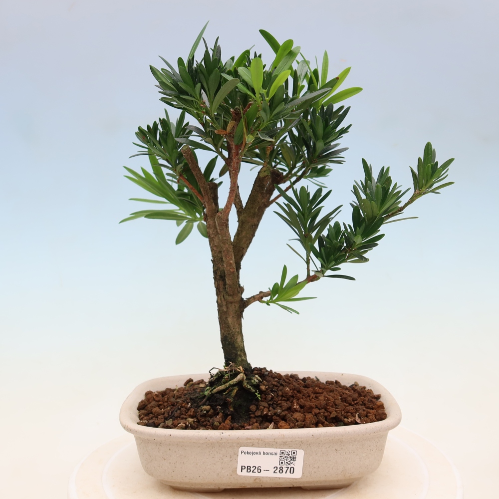 Kamerbonsai - Podocarpus - Taxus