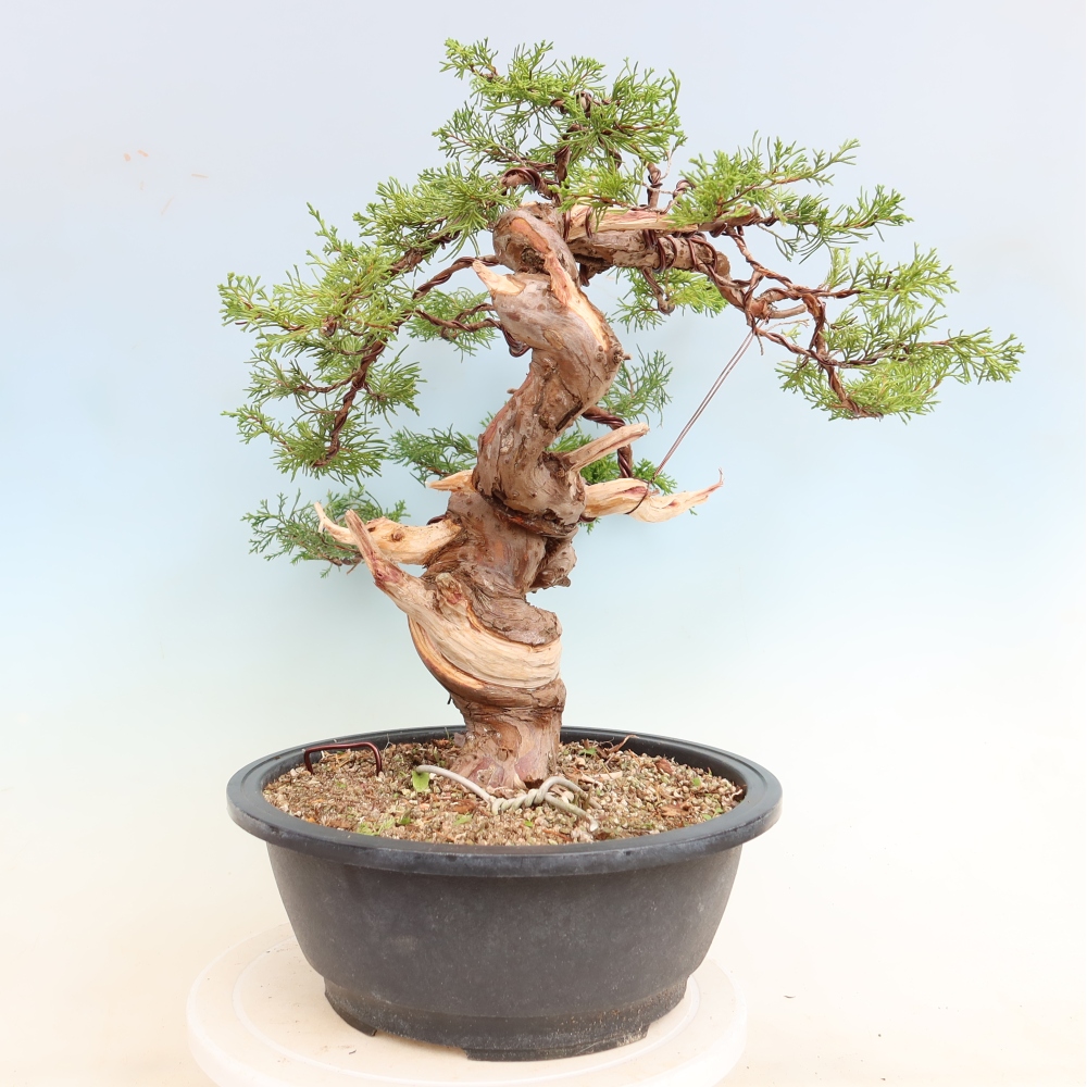 Bonsai voor buiten - Juniperus chinensis Itoigawa-Juniperus chinensis