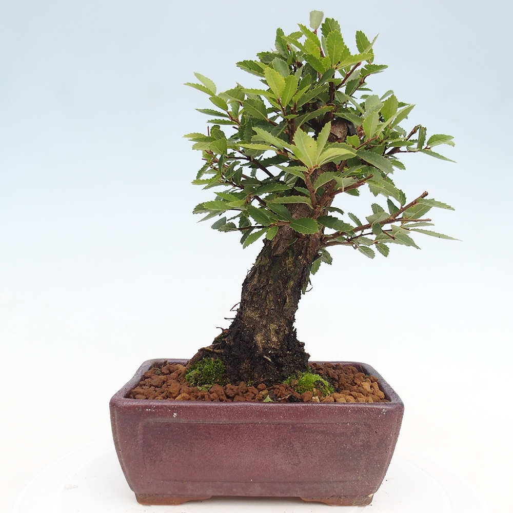 Bonsai voor buiten - Zelkova - Zelkova NIRE