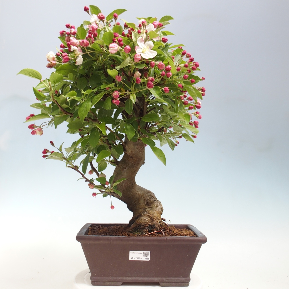 Bonsai voor buiten -Malus halliana - Appelboom met kleine vruchten