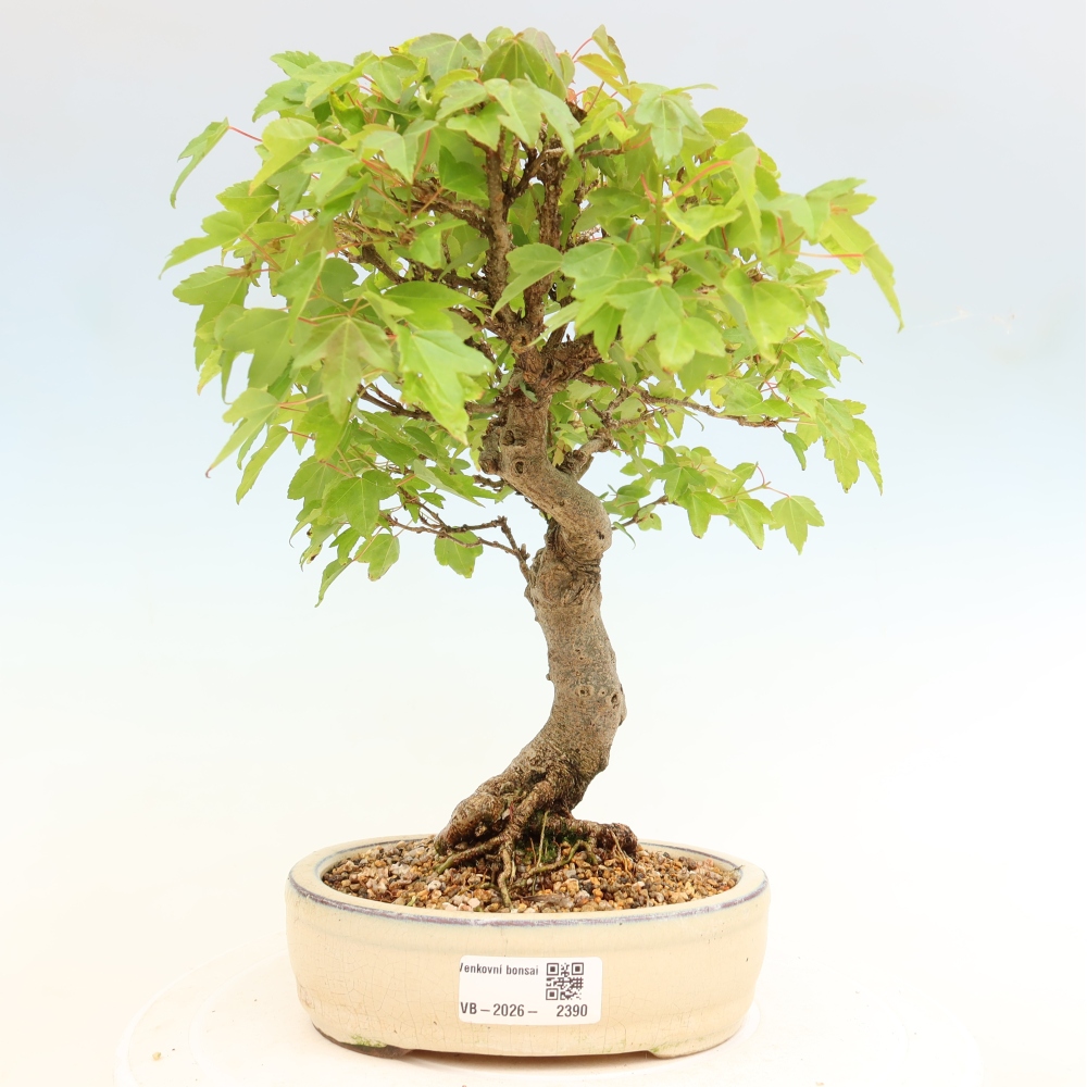 Bonsai voor buiten - Esdoorn Burger - Acer Burgerianum