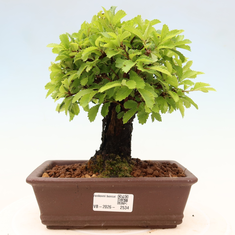 Bonsai voor buiten - Zelkova - Zelkova NIRE