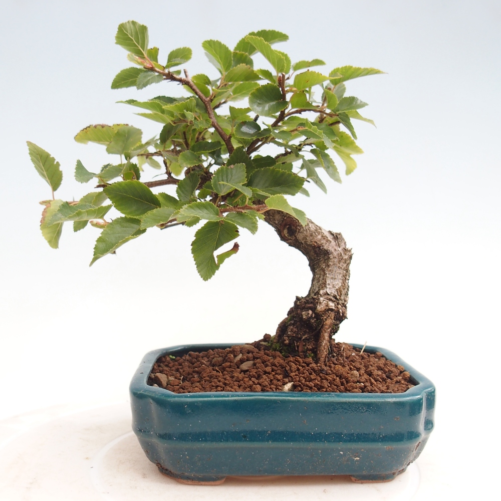 Bonsai voor buiten -Carpinus CARPINOIDES - Koreaanse haagbeuk
