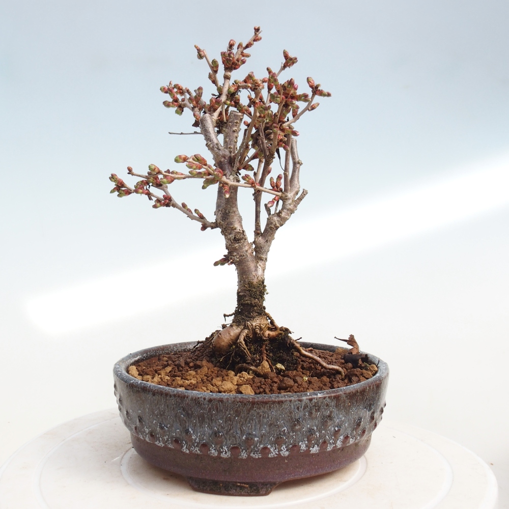 Bonsai voor buiten - Prunus incisa Kojou-no mai-Plivon uitgesneden