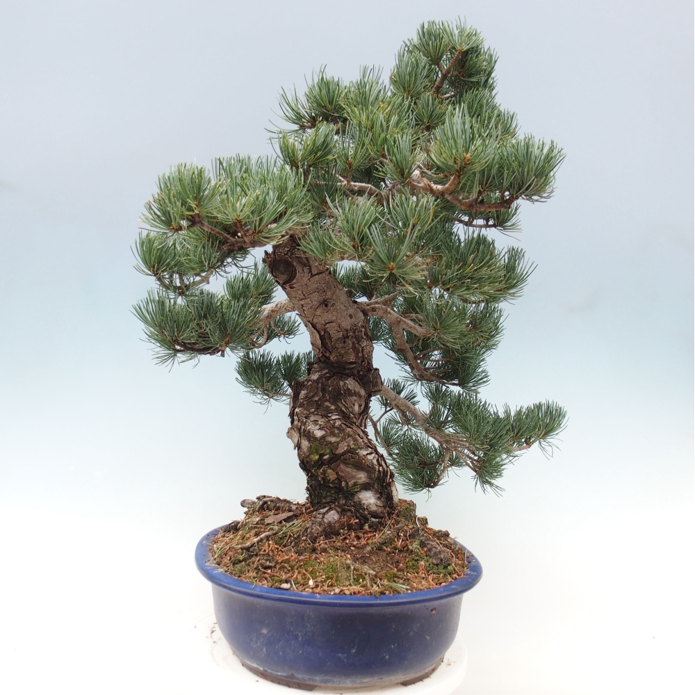 Bonsai voor buiten - Pinus parviflora - Pinus parviflora