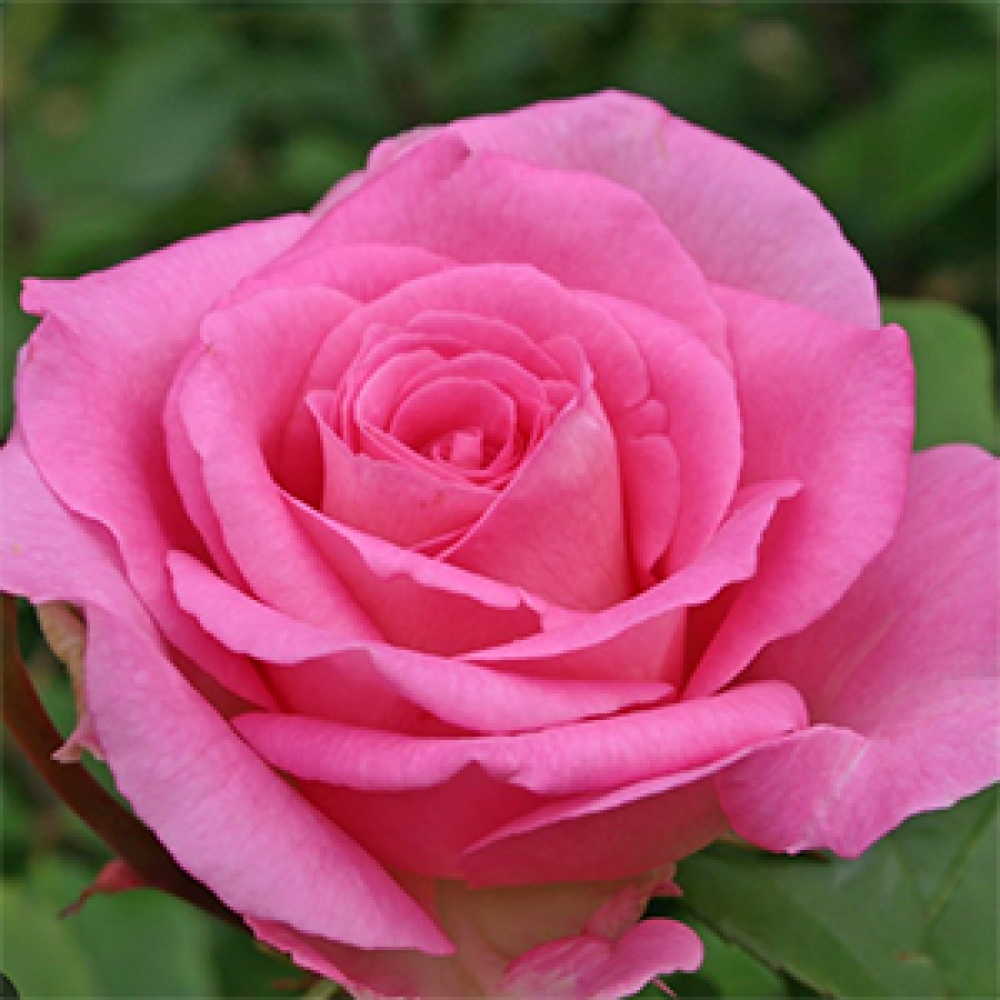 Bonsai voor buiten - Rosa Kordes - roos