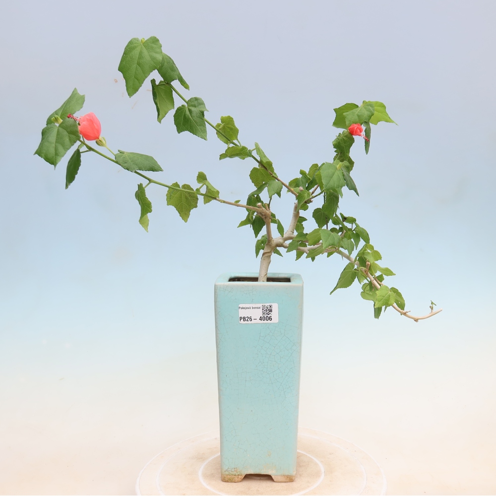Bonsai voor binnen - Malvaviscus arboreus