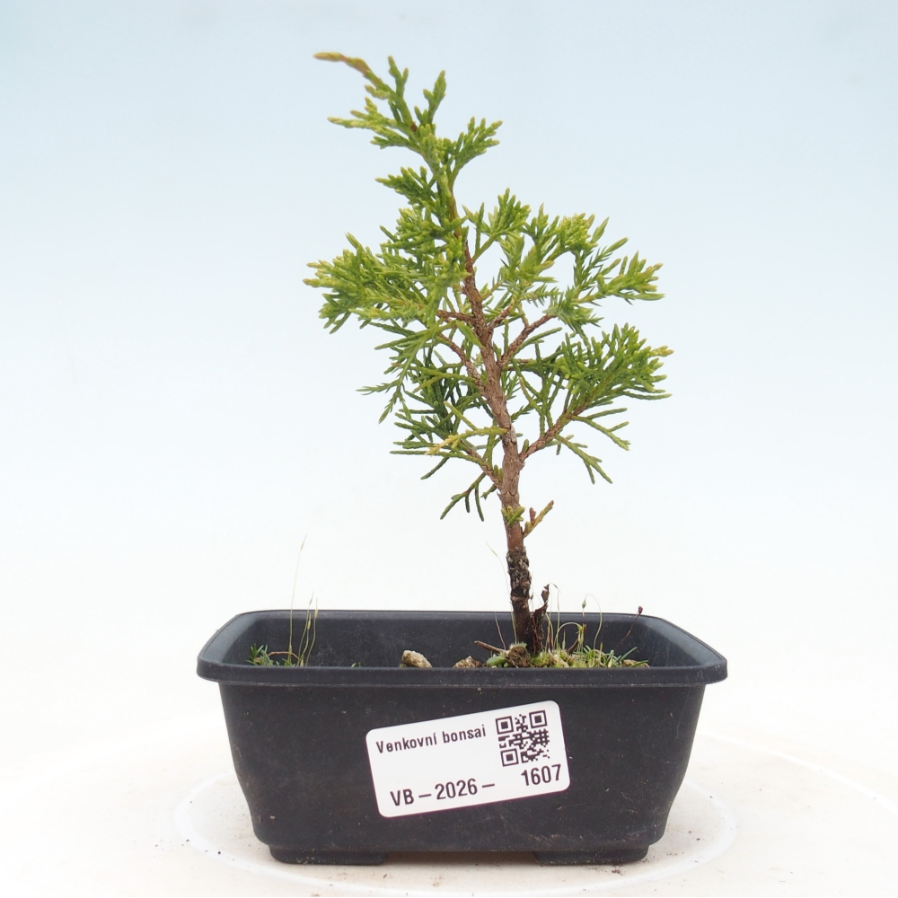 Bonsai voor buiten - Juniperus chinensis Itoigawa
