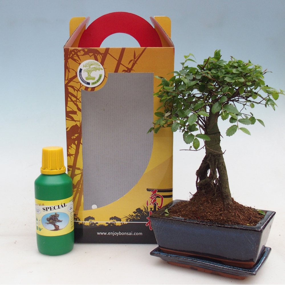 Ulmus parvifolia - Chinese iep