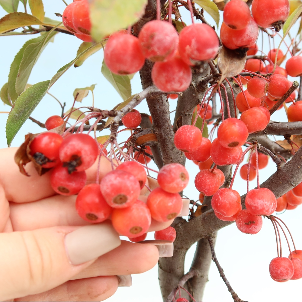 Bonsai voor buiten -Malus domestica - Roodbladige appelboom met kleine vruchten
