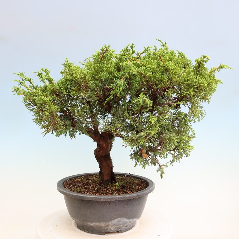 Bonsai voor buiten - Juniperus chinensis Itoigawa-Juniperus chinensis