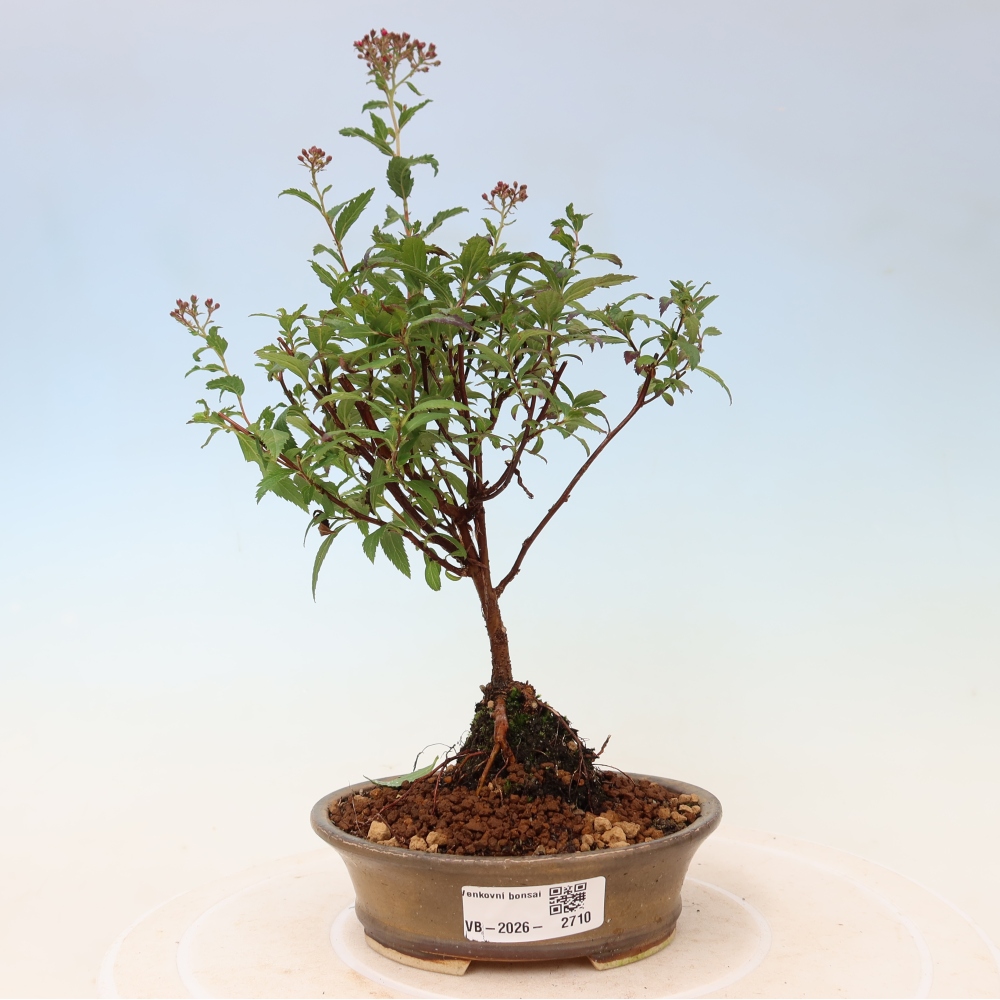 Bonsai voor buiten – Japanse spirea – Spirea japonica Anthony Waterer