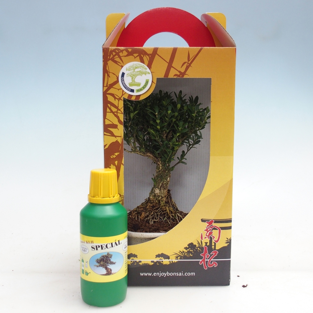 Kamerbonsai in geschenkverpakking Buxus harlandii - kurk buxus