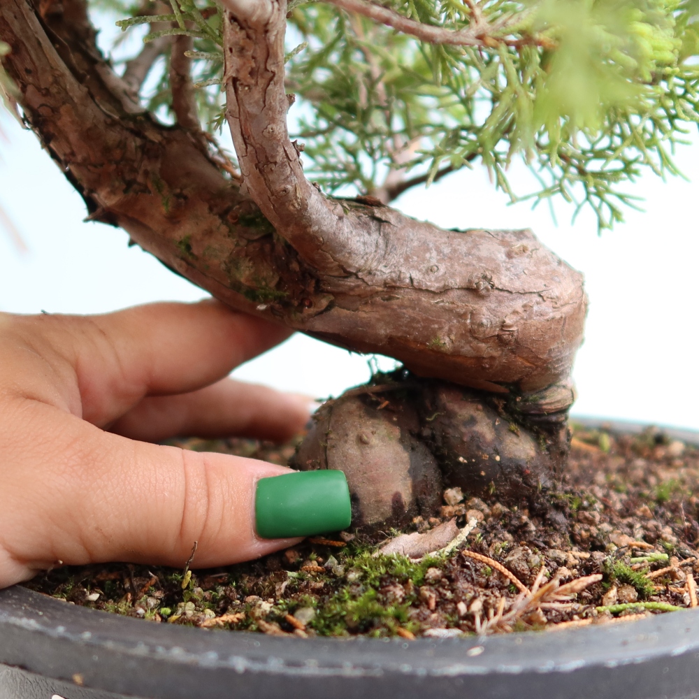 Bonsai voor buiten - Juniperus chinensis Itoigawa-Juniperus chinensis