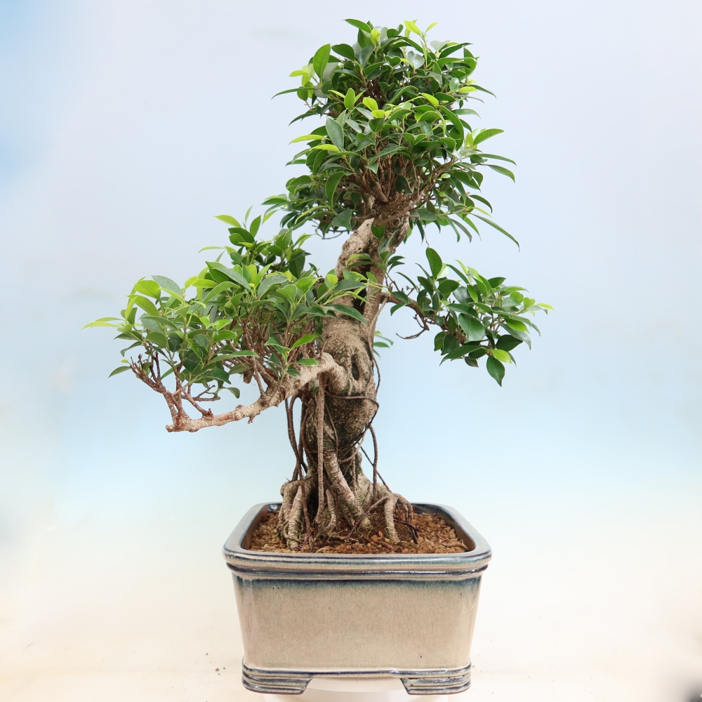 Kamerbonsai - Ficus kimmen - kleinbladige ficus