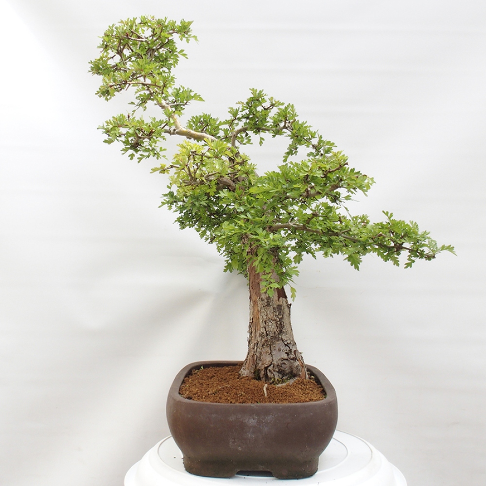 Bonsai voor buiten - Meidoorn - Crataegus monogyna