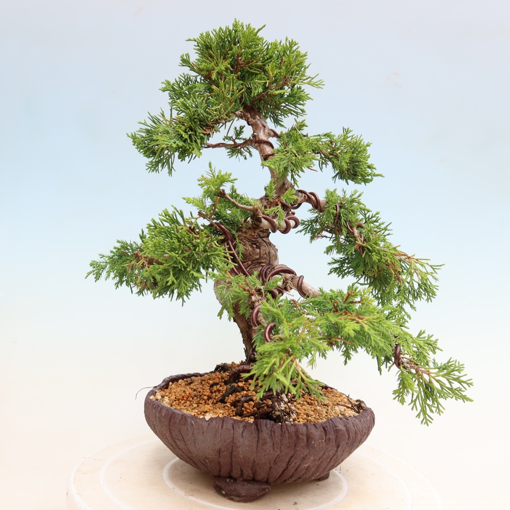 Bonsai voor buiten - Juniperus chinensis Itoigawa-Juniperus chinensis