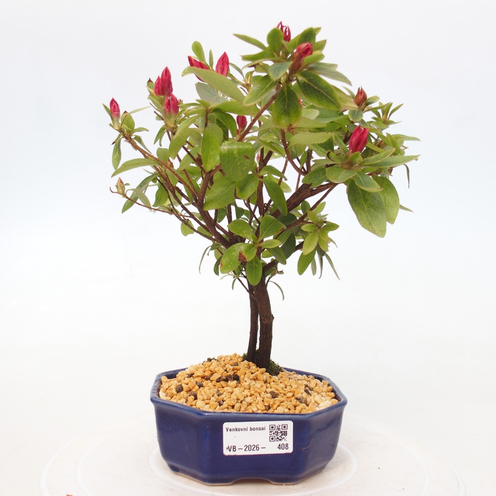Bonsai voor buiten - Japanse azalea - Azalea sp.