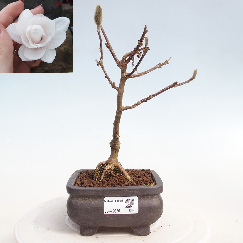 Bonsai voor buiten - Magnolia stellata