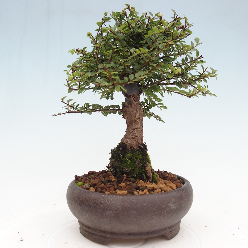 Bonsai voor buiten - Ulmus parvifolia Hokkaido - Chinese iep