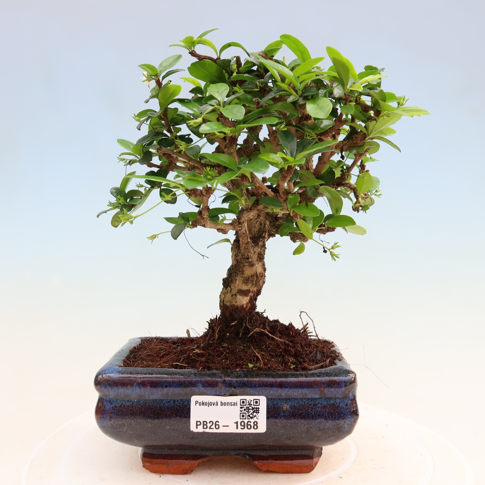 Kamerbonsai - Carmona macrophylla - Thee fuki