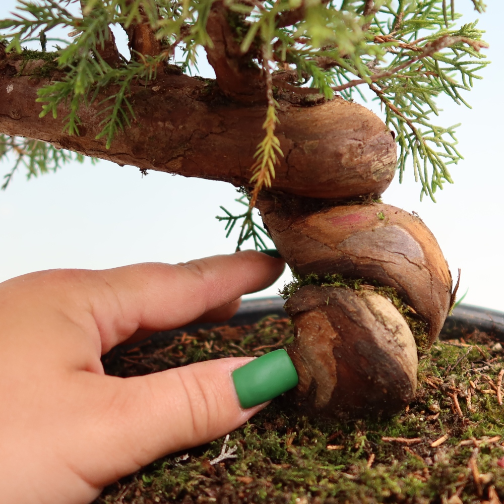 Bonsai voor buiten - Juniperus chinensis Itoigawa-Juniperus chinensis